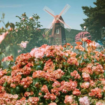 环球体育官方网址