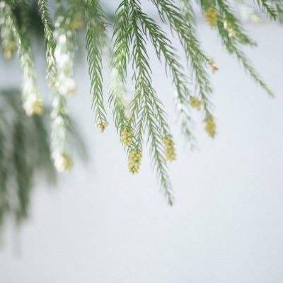 突发！巴西前总统被软禁，禁止离家外出，须佩戴电子脚镣，通信设备遭没收！