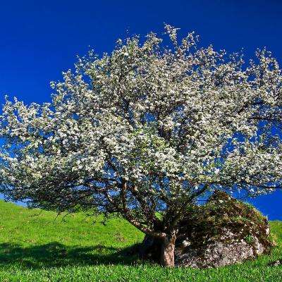 三国志吕布传破解版