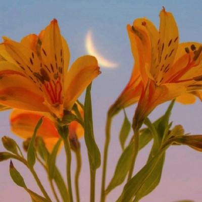 “荷”你一起淘“荷”趣 借助荷花夏日“经济账”看“荷经济”潜力