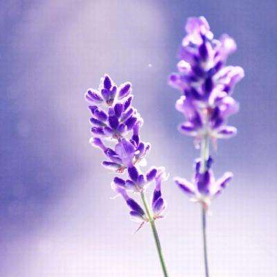 yw193coc龙物永不联2022