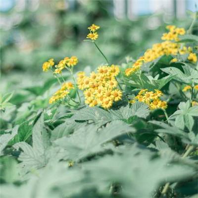 全面战争模拟器手机版正版