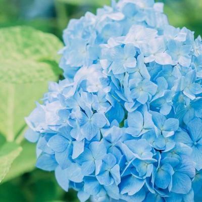 夫妻离婚分29只鸡法官:吃1只再离