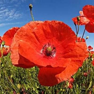 向美而生：打造东方美学生活方式