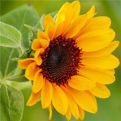 “这里的绿水青山令人如痴如醉”