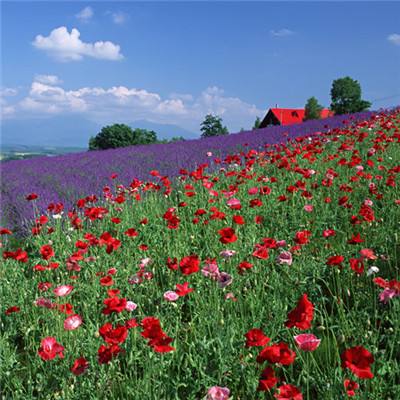 外交部：中方将继续支持东盟的劝促努力为柬泰关系转圜发挥建设性作用