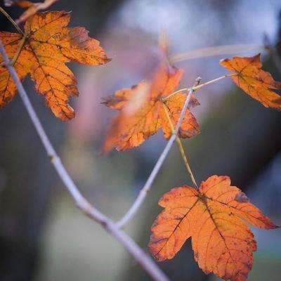 极速赛车游戏手机app下载